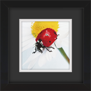 Frame with Framing Mat Board DDF18.195X195